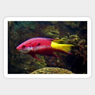 Cuban Hogfish Sticker